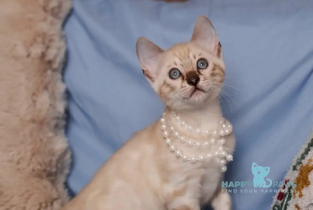 Kaya Bengal female seal lynx pointed live animals