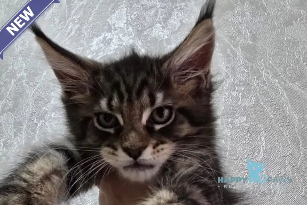 Kaya Maine Coon female black tabby live animals