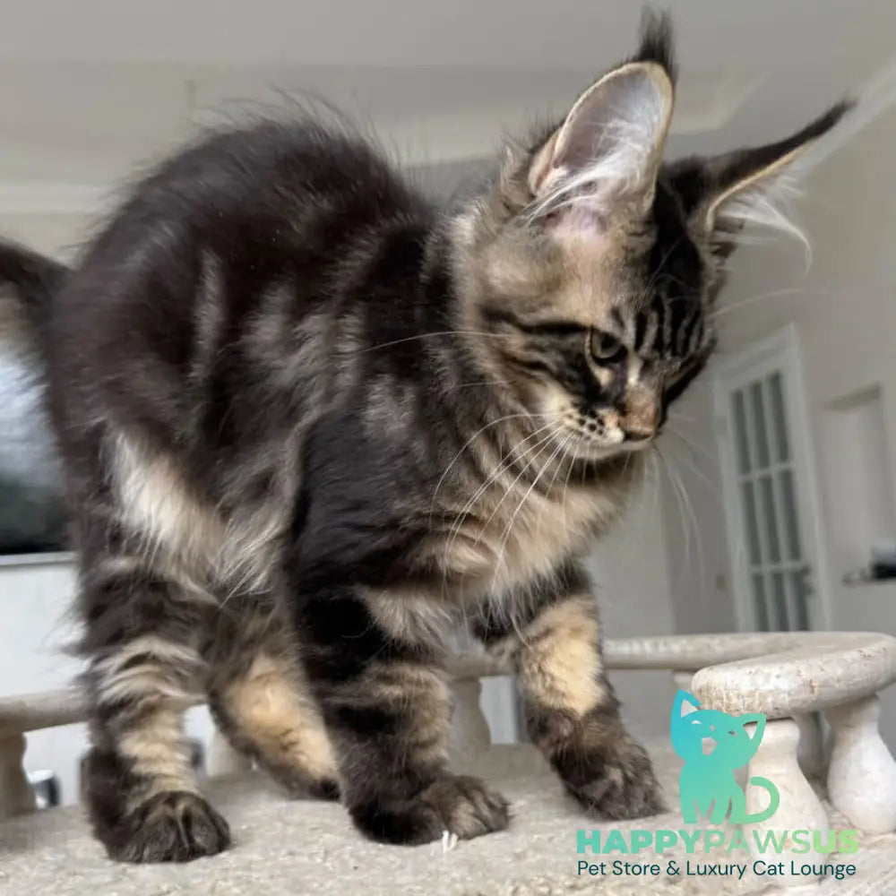 Kazanova Maine Coon male black tabby - live animals