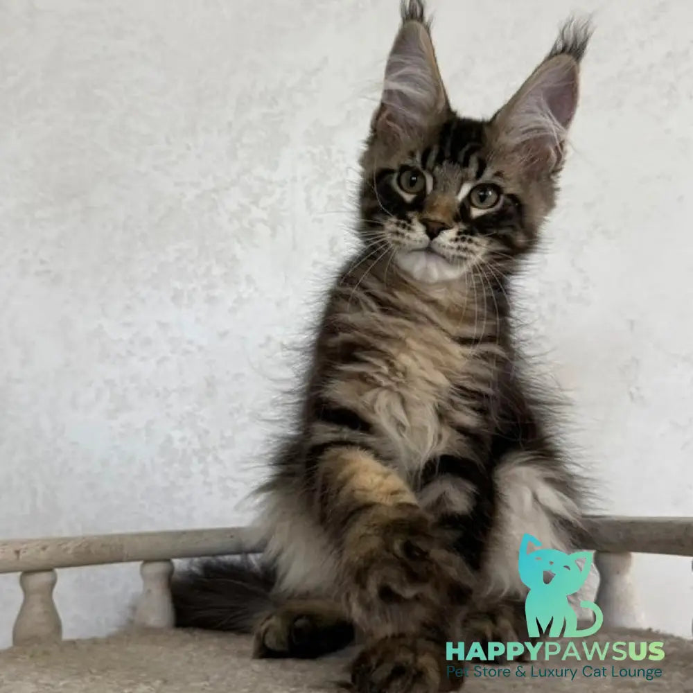 Kazanova Maine Coon male black tabby - live animals