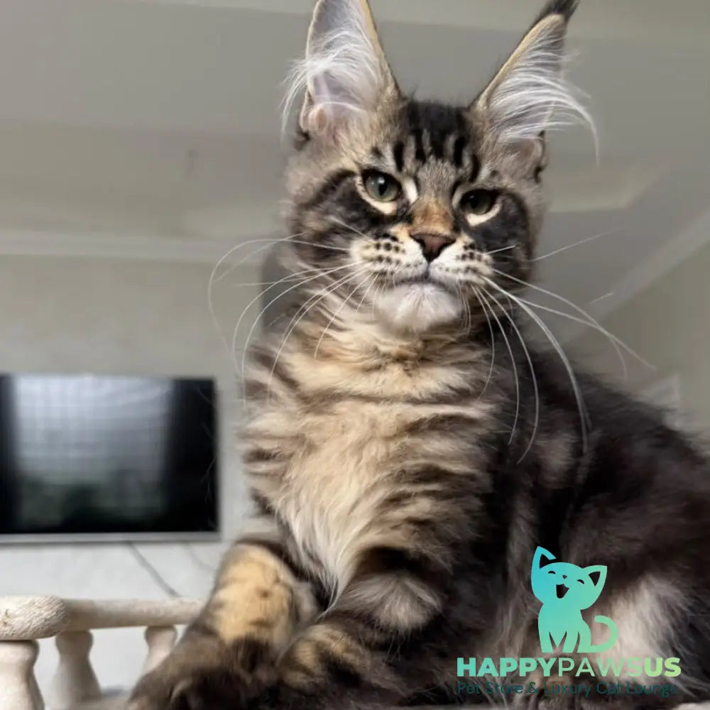 Kazanova Maine Coon male black tabby - live animals