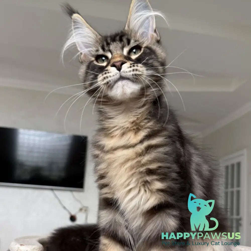 Kazanova Maine Coon male black tabby - live animals