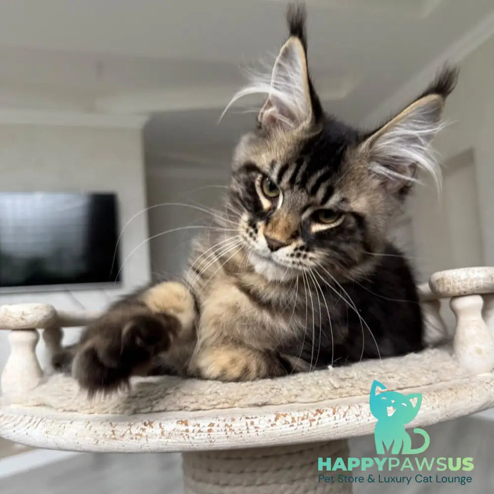 Kazanova Maine Coon male black tabby - live animals