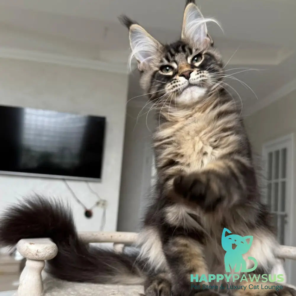 Kazanova Maine Coon male black tabby - live animals