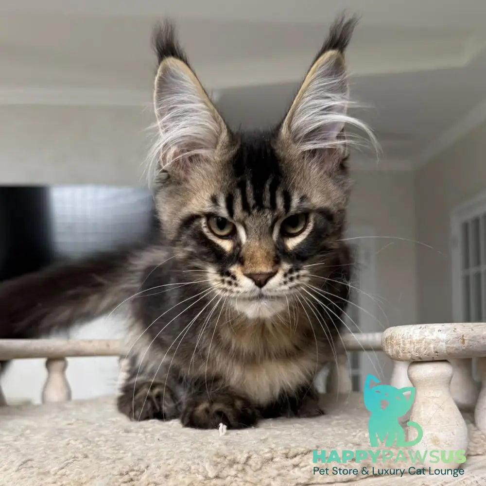 Kazanova Maine Coon male black tabby - live animals