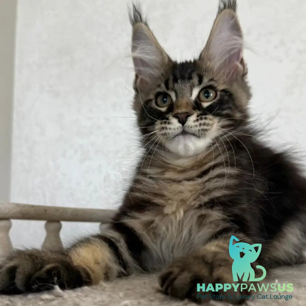 Kazanova Maine Coon male black tabby - live animals