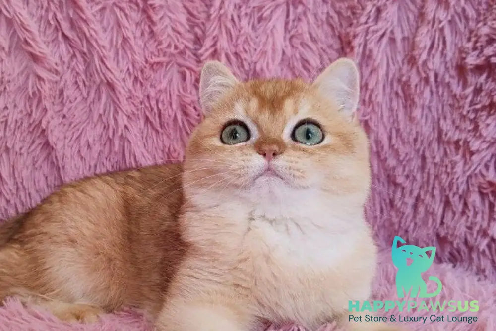 Keiser British Shorthair male black golden chinchilla live animals