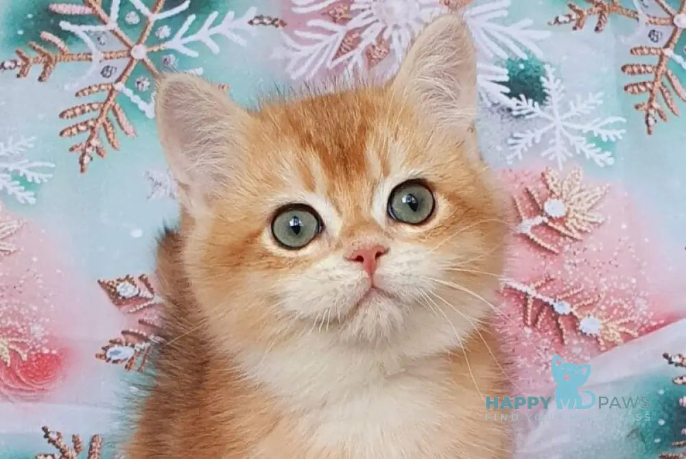 Keks British Shorthair male black golden chinchilla live animals