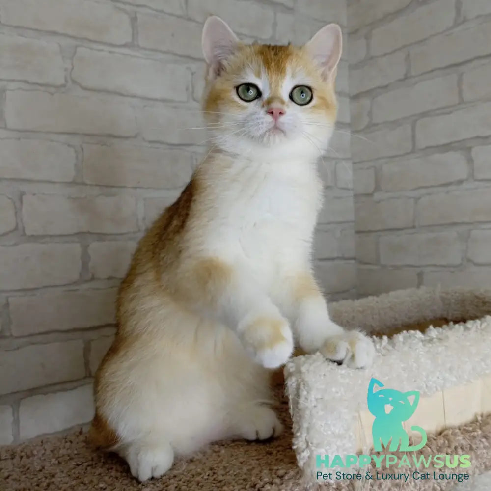 Keks British Shorthair male black golden chinchilla - live animals