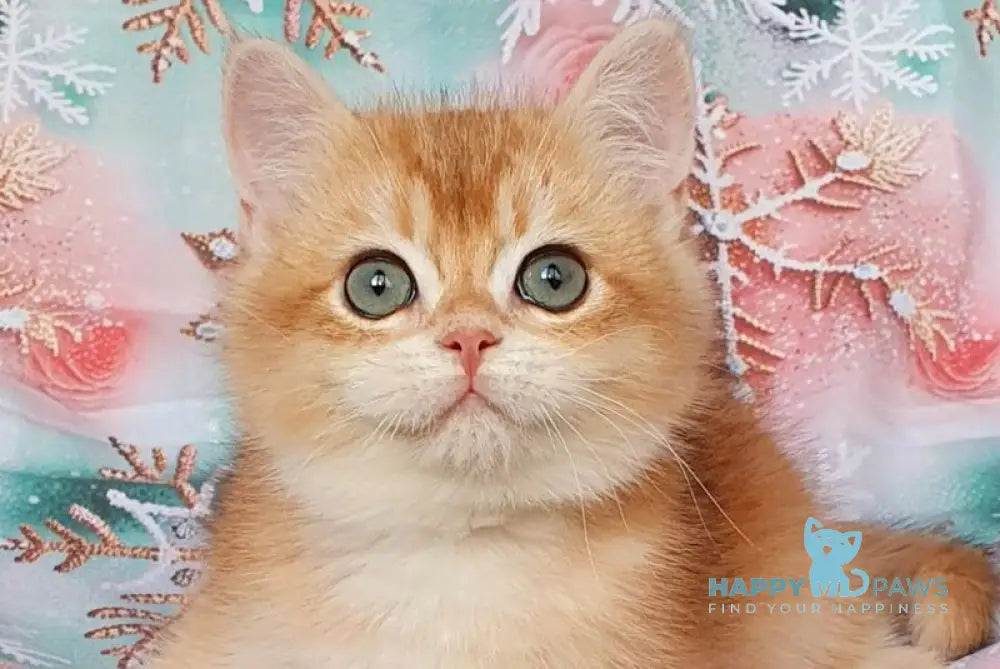 Keks British Shorthair male black golden chinchilla live animals