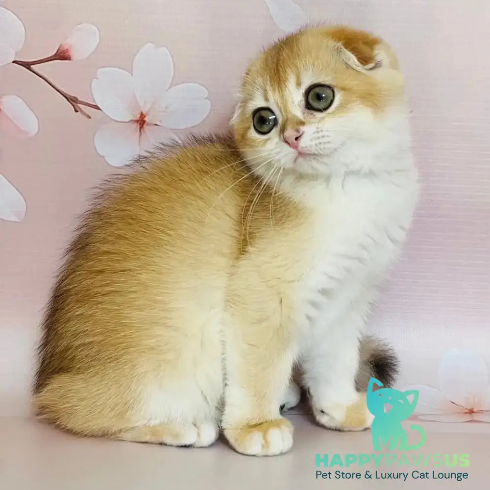 Keksik Scottish Fold male black golden chinchilla - live animals