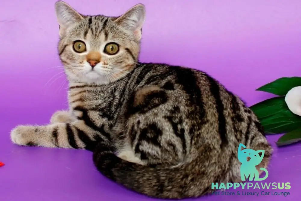 Kelly British Shorthair female black silver tabby - live animals