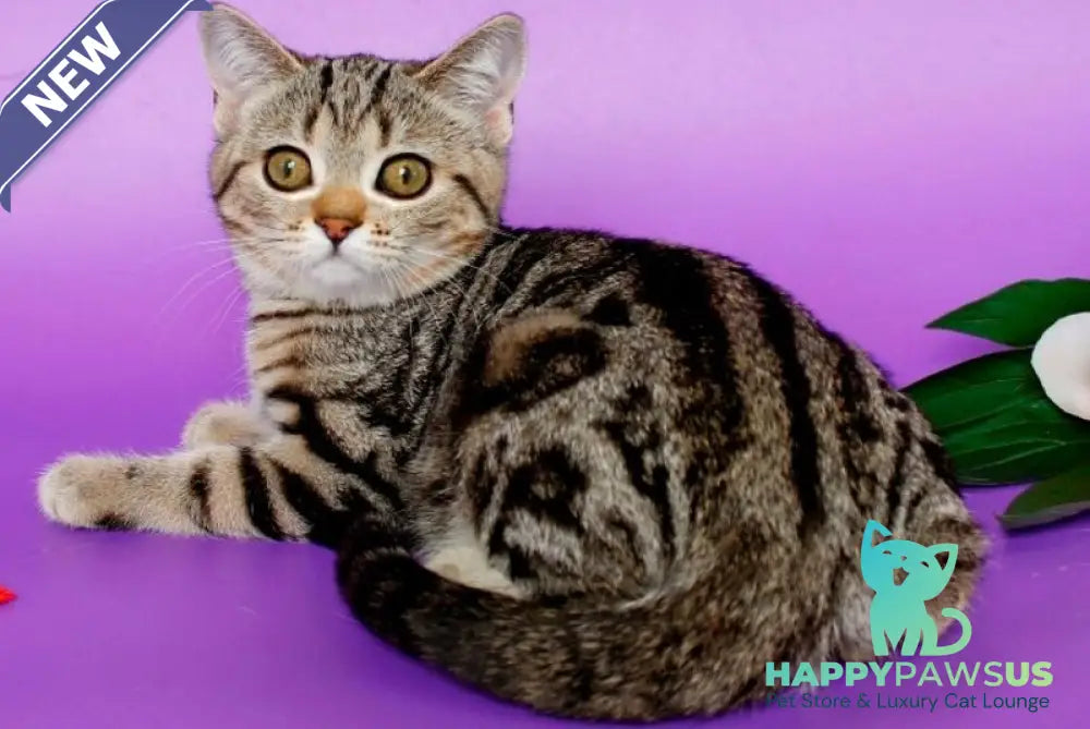 Kelly British Shorthair female black silver tabby - live animals