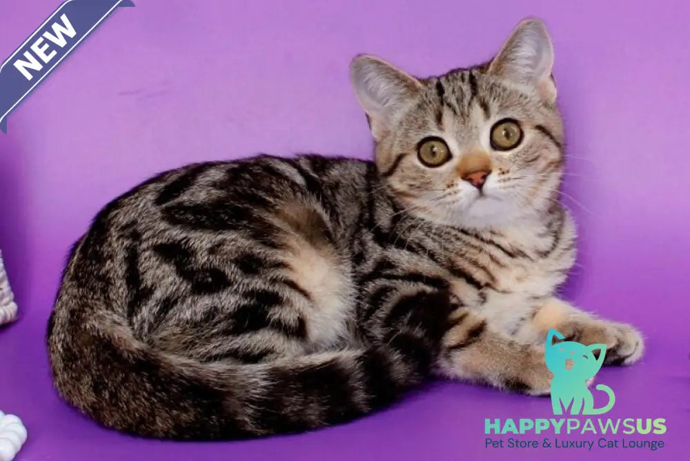Kelly British Shorthair female black silver tabby - live animals