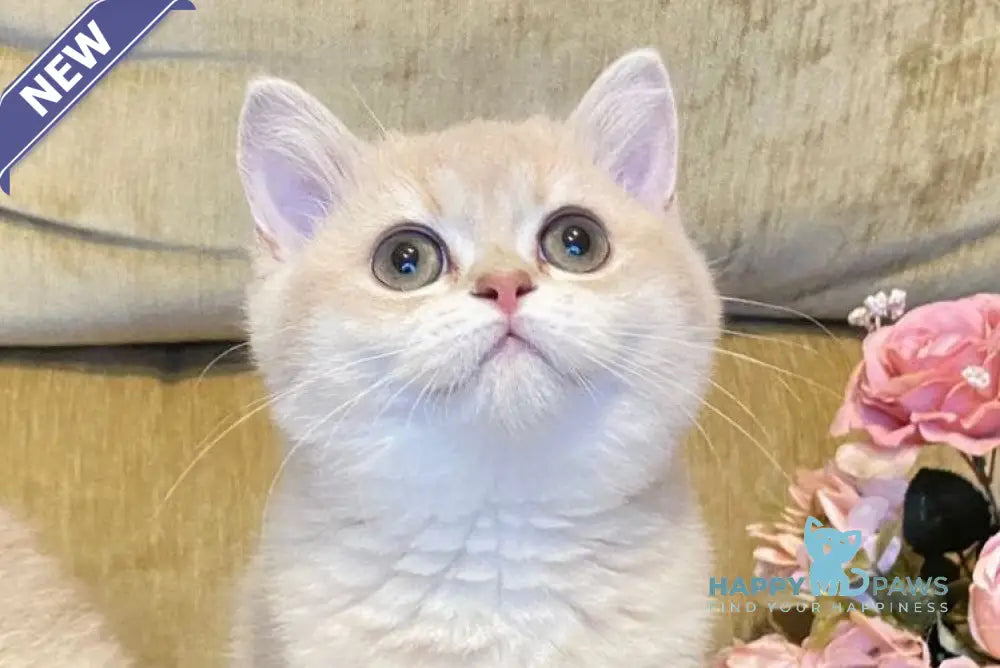 Kelly British Shorthair male lilac golden shaded live animals
