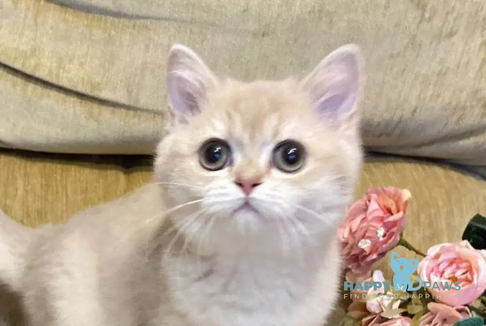 Kelly British Shorthair male lilac golden shaded live animals