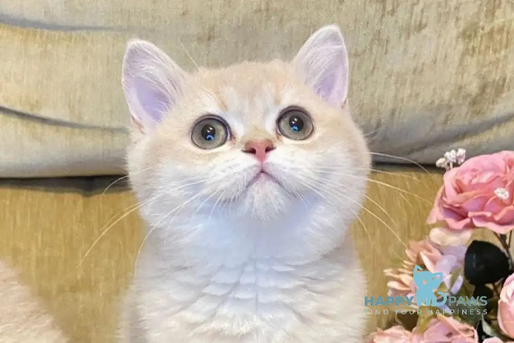 Kelly British Shorthair male lilac golden shaded live animals