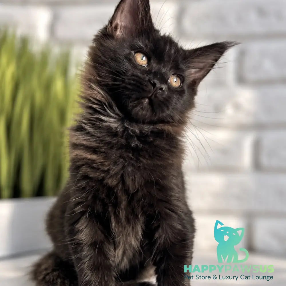 Kelly Maine Coon female black - live animals