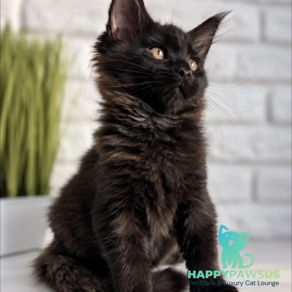 Kelly Maine Coon female black - live animals