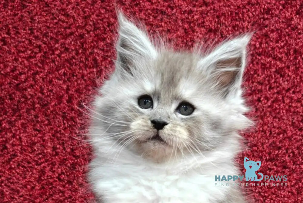 Kelly Maine Coon female black silver with white live animals