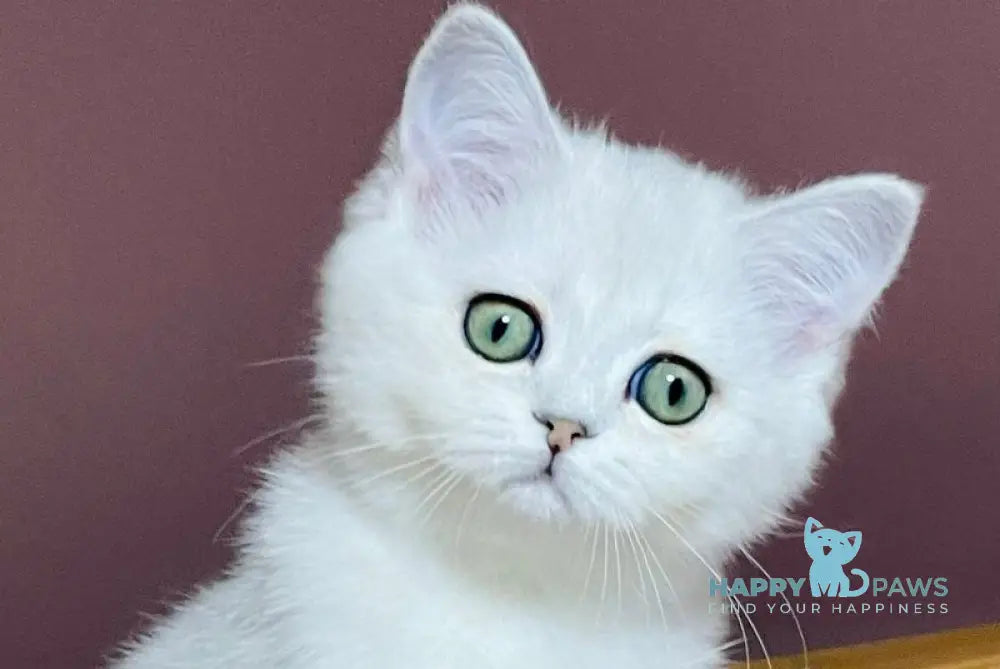 Kelly Scottish Straight female black silver shaded live animals