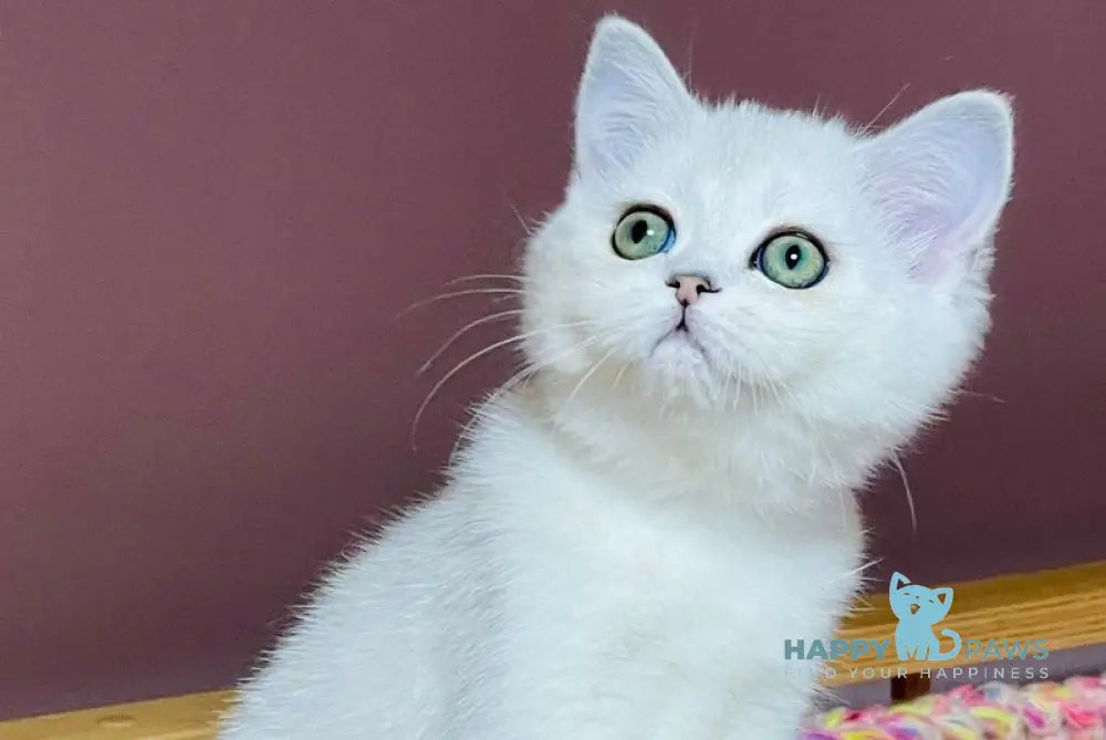 Kelly Scottish Straight female black silver shaded live animals