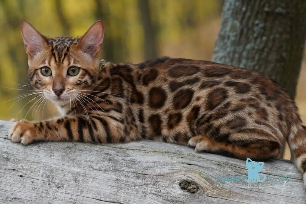 Kemal Bengal male black spotted tabby live animals