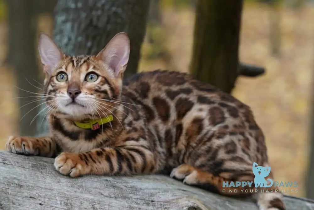 Kemal Bengal male black spotted tabby live animals