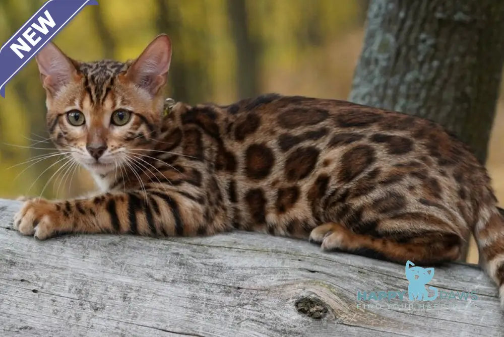 Kemal Bengal male black spotted tabby live animals