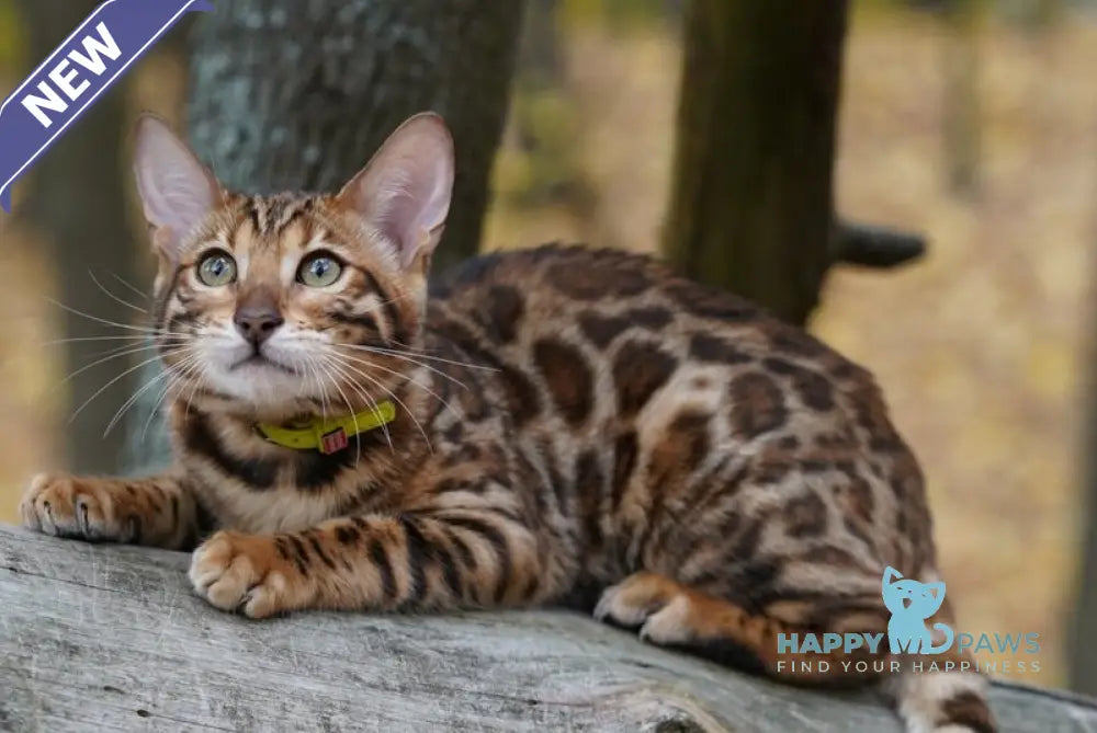 Kemal Bengal male black spotted tabby live animals