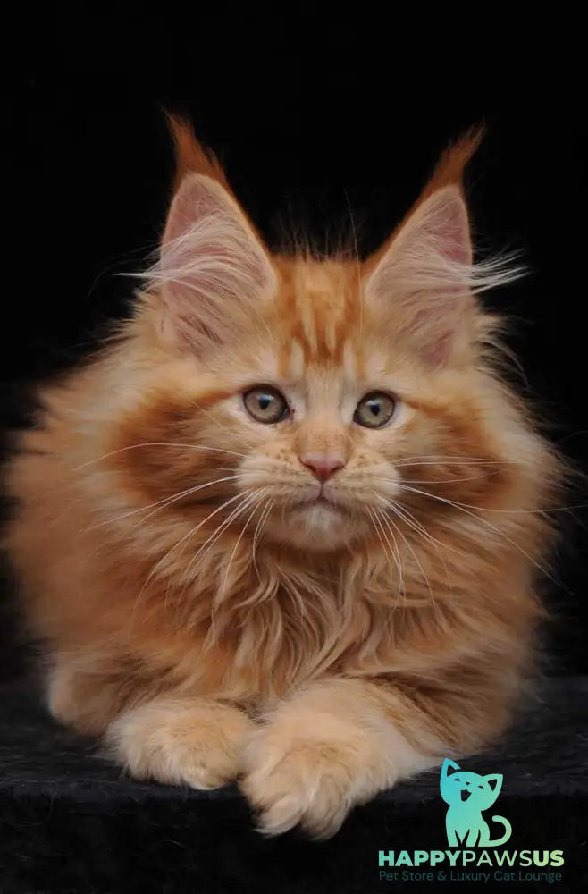 Kendi Maine Coon female red - live animals