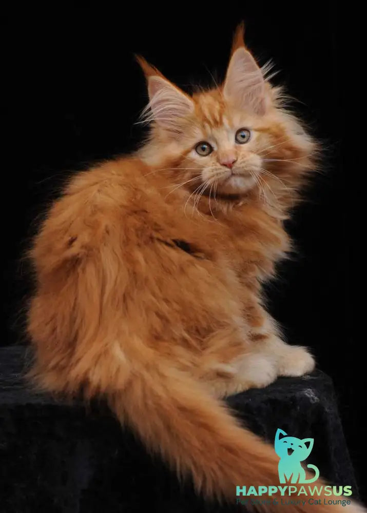 Kendi Maine Coon female red - live animals