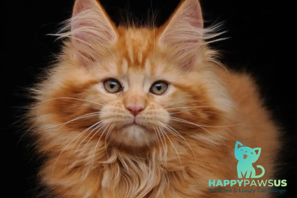 Kendi Maine Coon female red - live animals