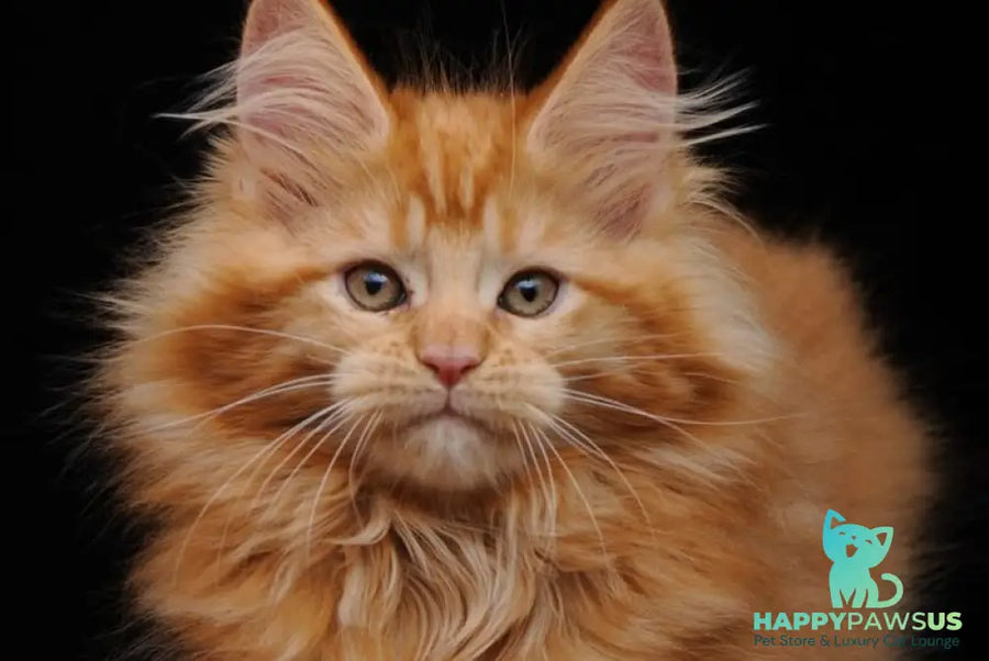 Kendi Maine Coon female red - live animals