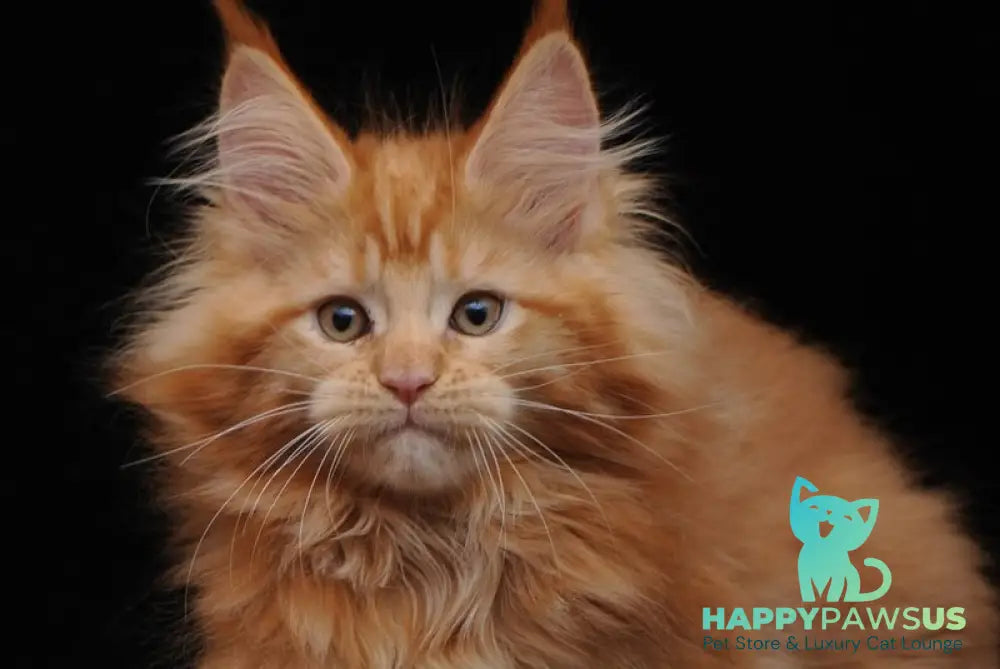 Kendi Maine Coon female red - live animals