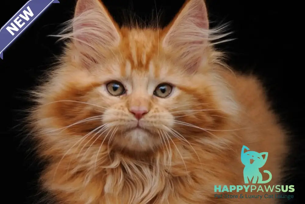 Kendi Maine Coon female red - live animals