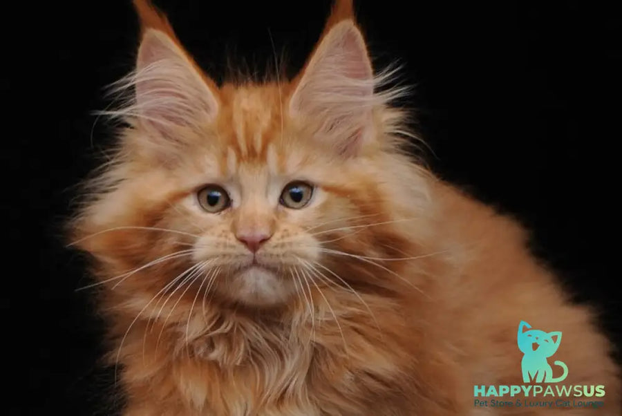 Kendi Maine Coon female red - live animals