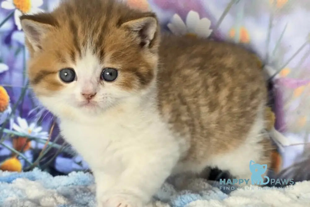 Kenny Scottish Straight male cinnamon spotted tabby bicolour - live animals