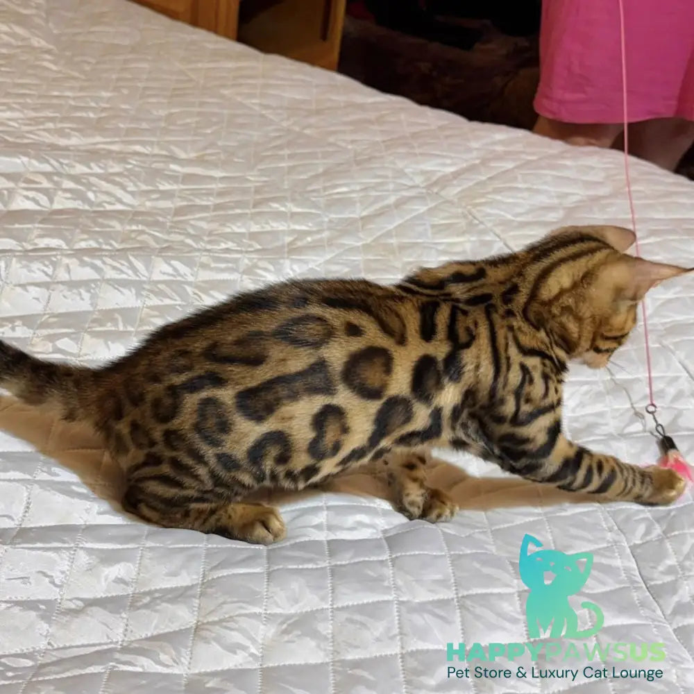 Kent Bengal male black spotted tabby - live animals