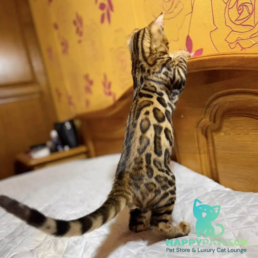 Kent Bengal male black spotted tabby - live animals