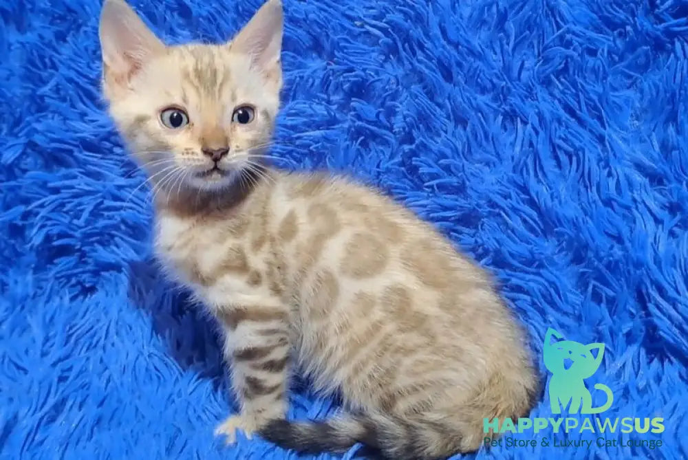 Kent Bengal male black spotted tabby pointed - live animals