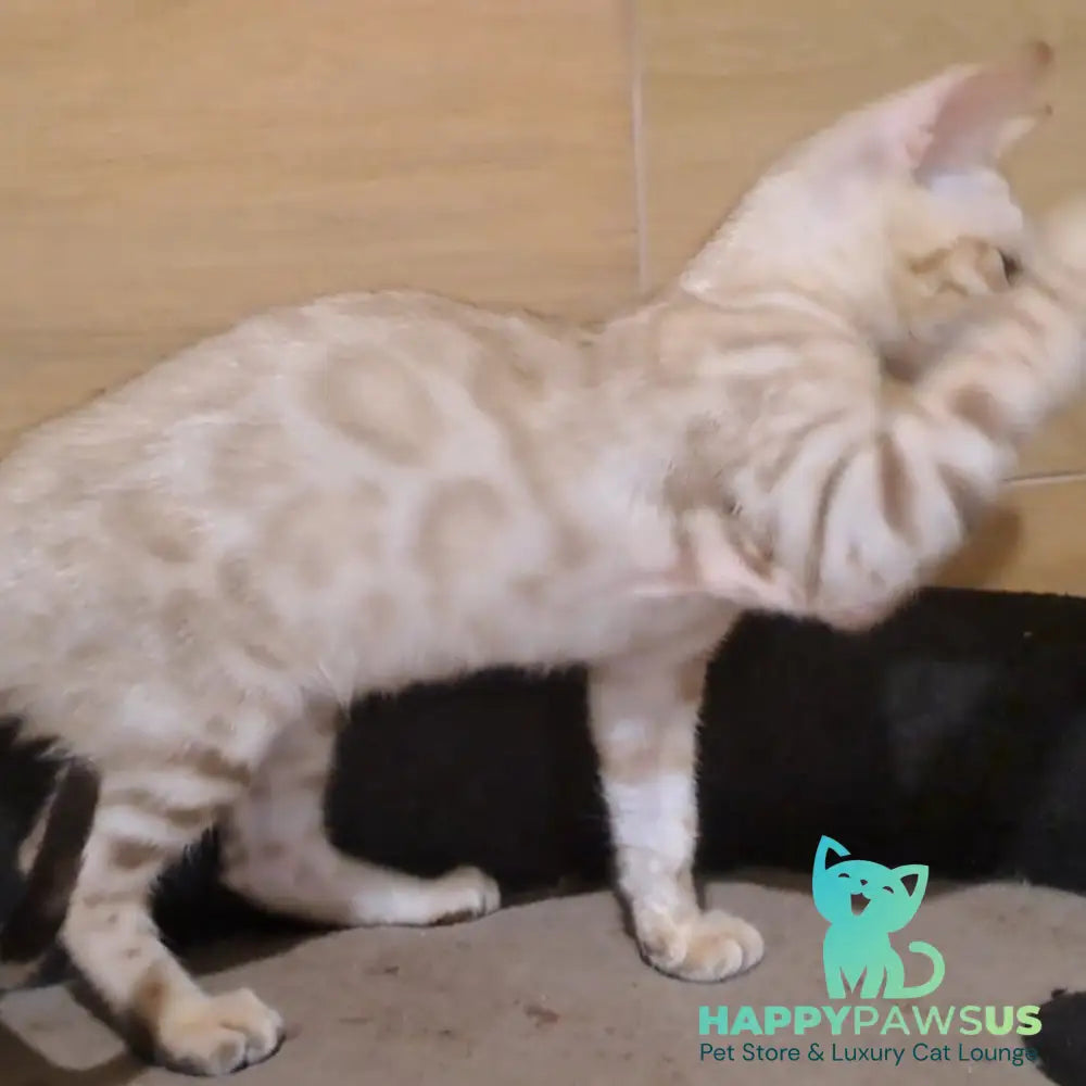 Kent Bengal male black spotted tabby pointed - live animals