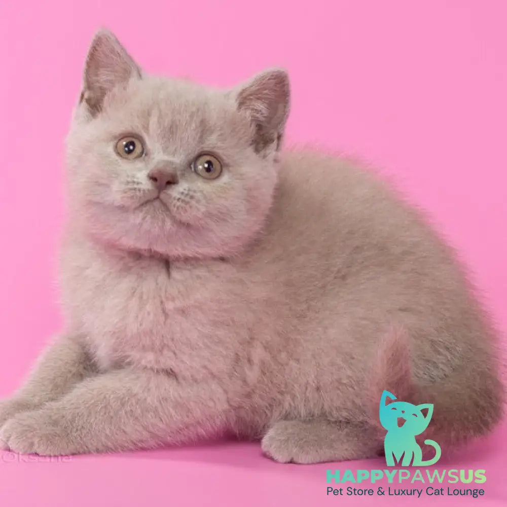 Kent British Shorthair male lilac - live animals