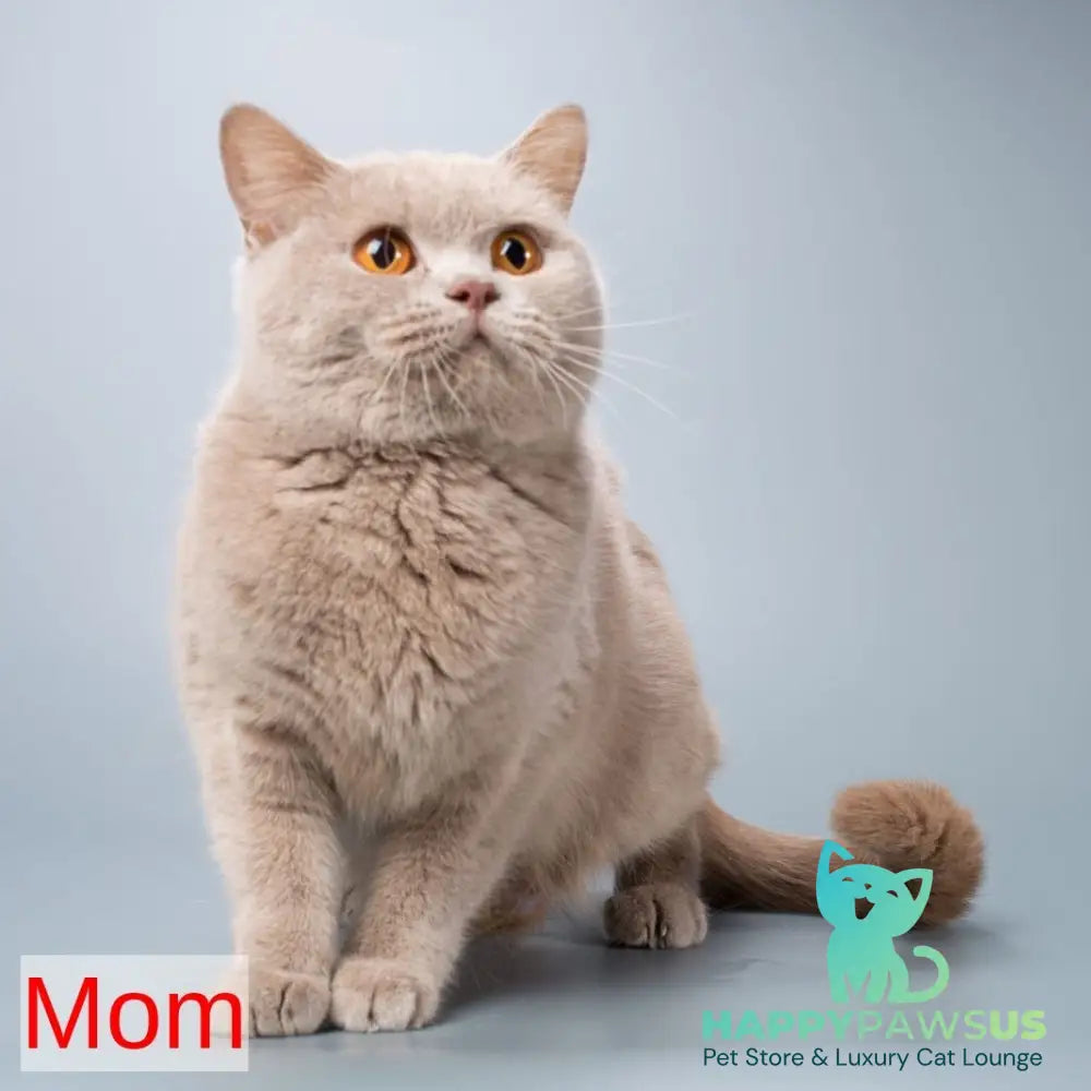 Kent British Shorthair male lilac - live animals