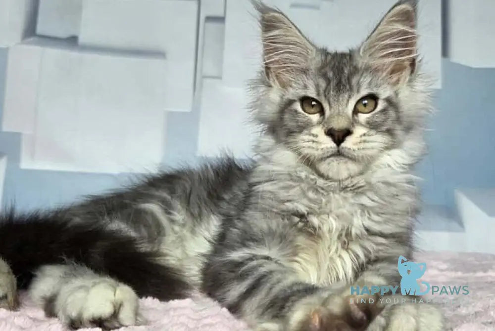 Kentia Maine Coon female black silver ticked tabby live animals