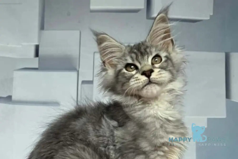 Kentia Maine Coon female black silver ticked tabby live animals