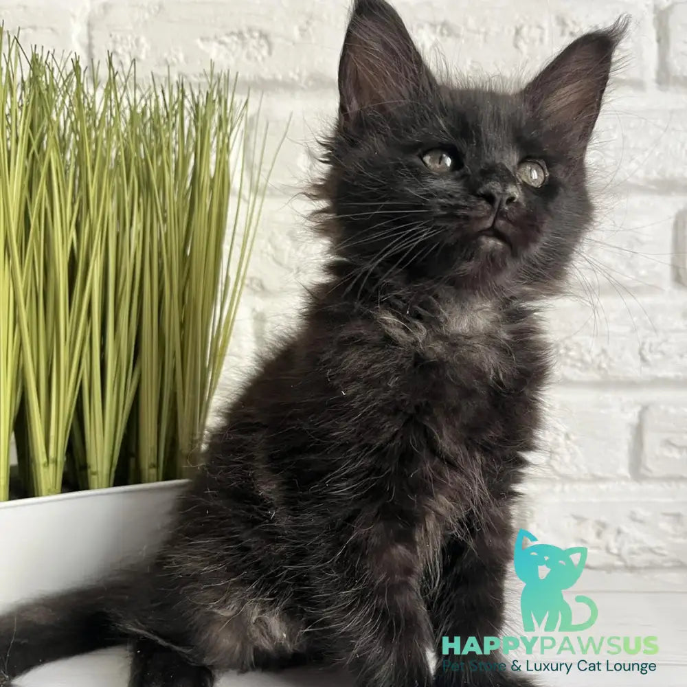 Kenzo Maine Coon male black - live animals