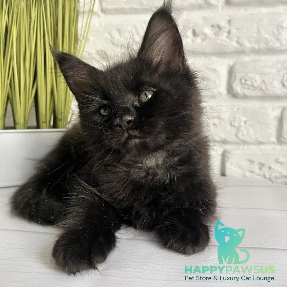 Kenzo Maine Coon male black - live animals