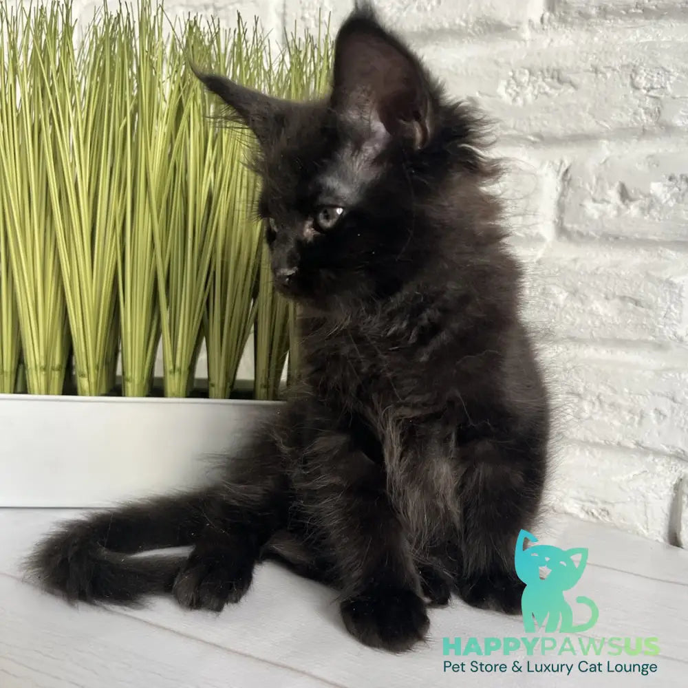 Kenzo Maine Coon male black - live animals