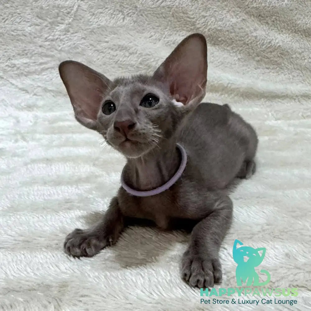Kenzo Oriental Shorthair male lilac - live animals